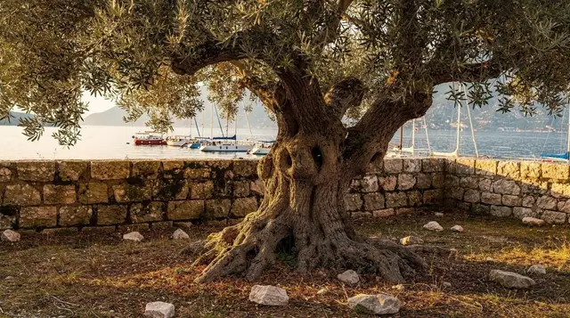 Bar: the old olive tree, the marina and why the new town underwhelms