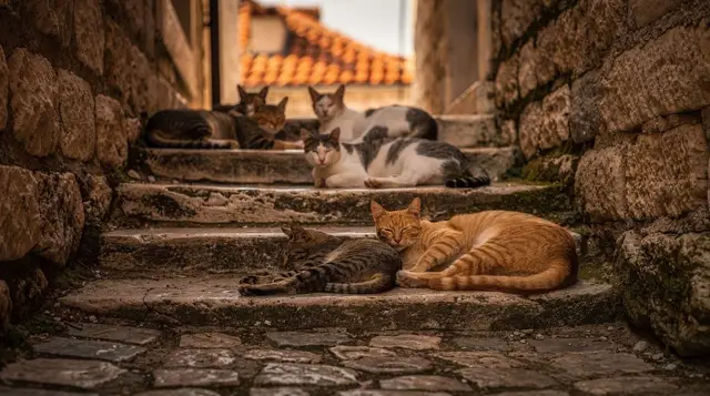 Cats of Kotor: history, museum and visitor etiquette