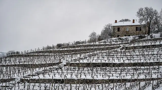 Montenegrin wine guide: Vranac and Krstač