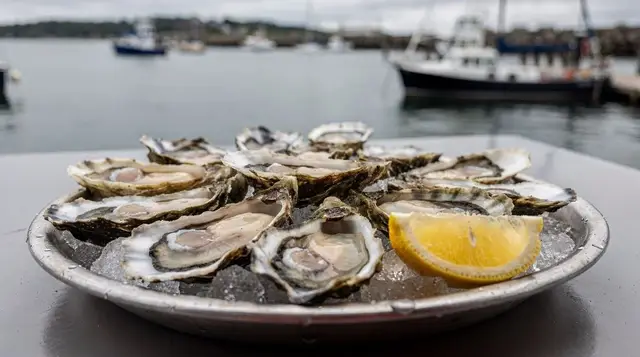 Oysters and mussels of Boka Bay