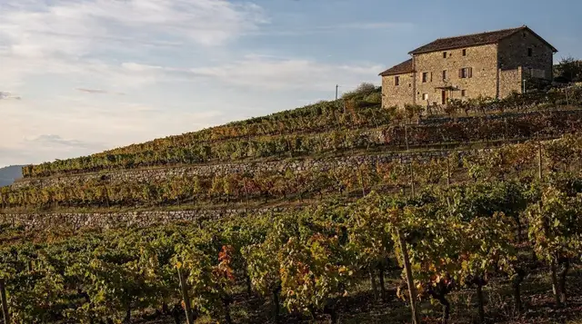 Wine tasting in Crmnica: family wineries near Virpazar